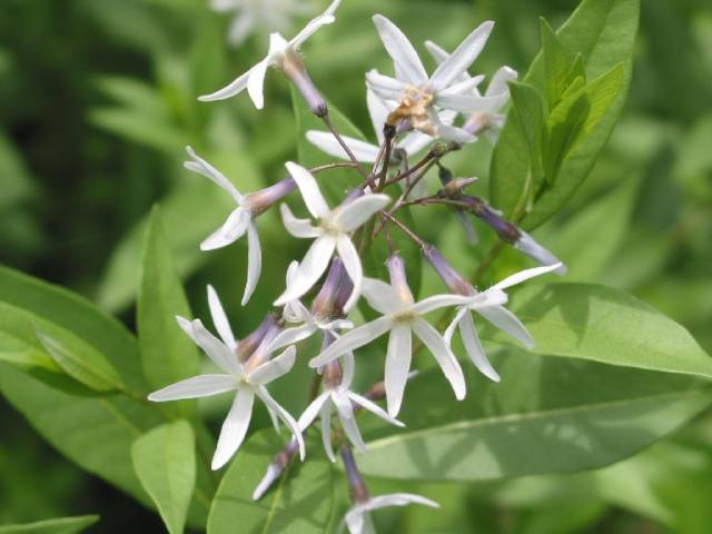 عکس آنسونیا Amsonia tabernaemontana 3